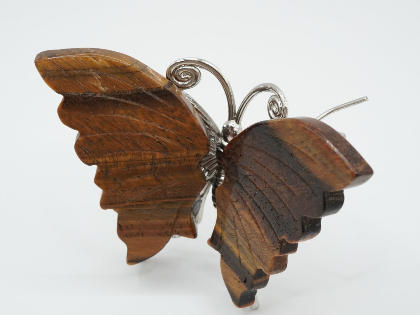 Tigerauge Schmetterling