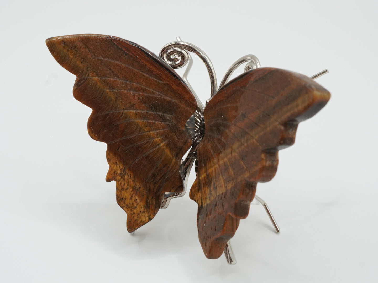 Tigerauge Schmetterling