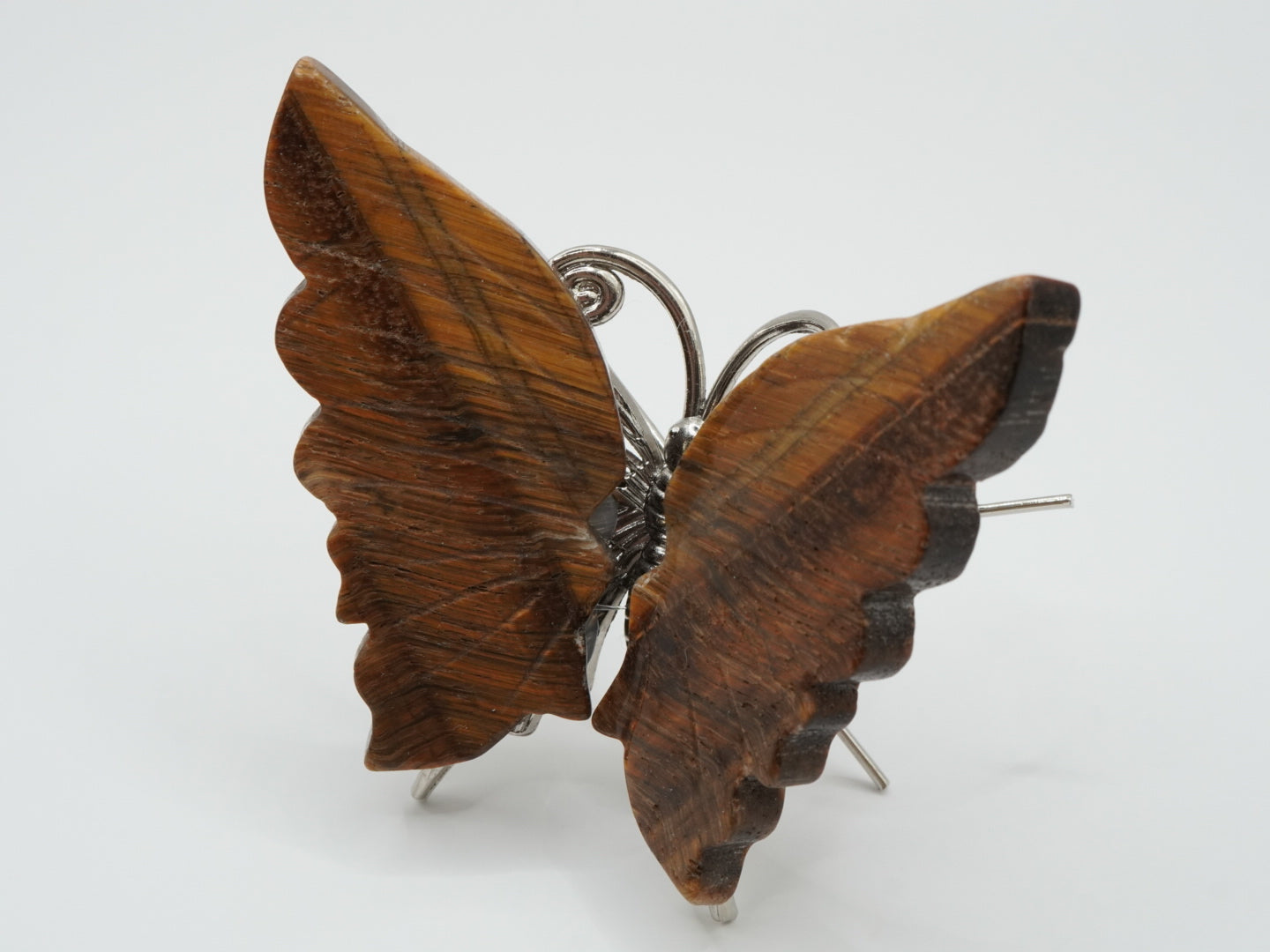 Tigerauge Schmetterling