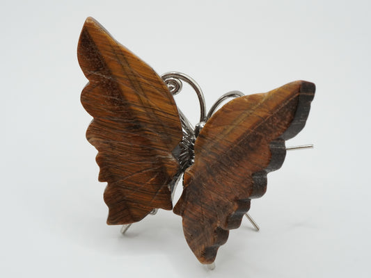 Tigerauge Schmetterling