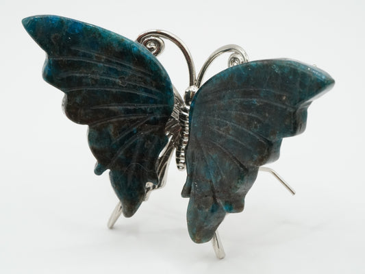 Blauer Apatit Schmetterling