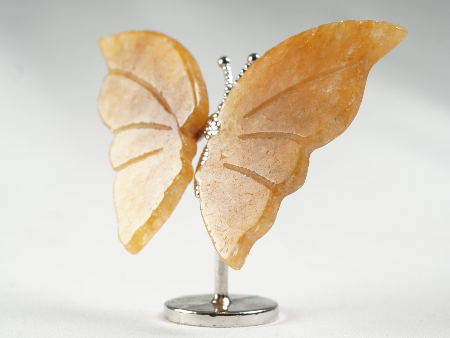 golden Healer Schmetterling