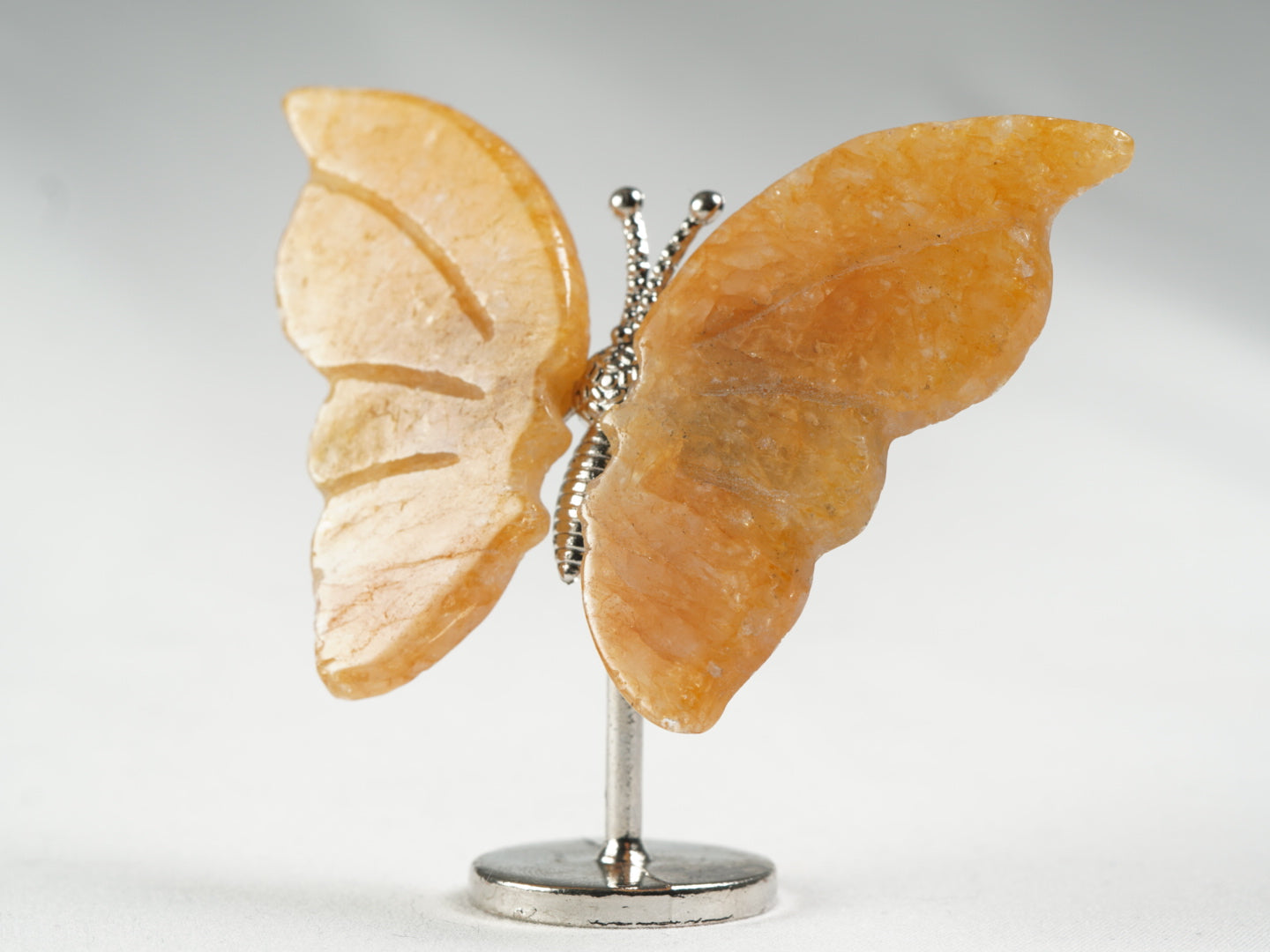 golden Healer Schmetterling